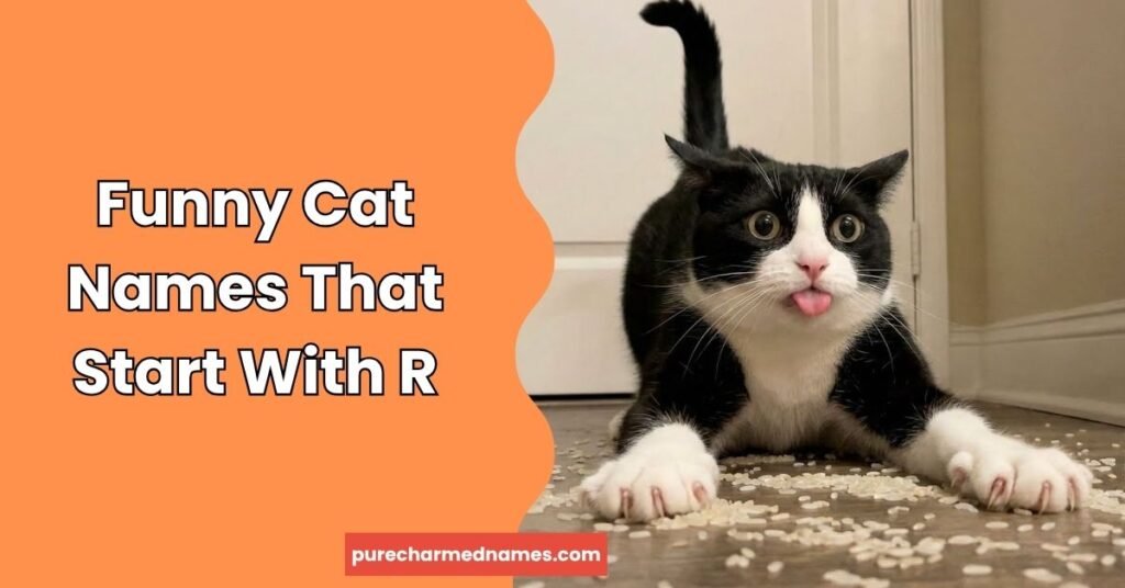 220+ Funny Names That Start With R – Hilarious & Unique Picks 4 Funny Cat Names That Start With R