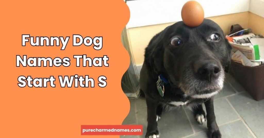 Funny Dog Names That Start With S