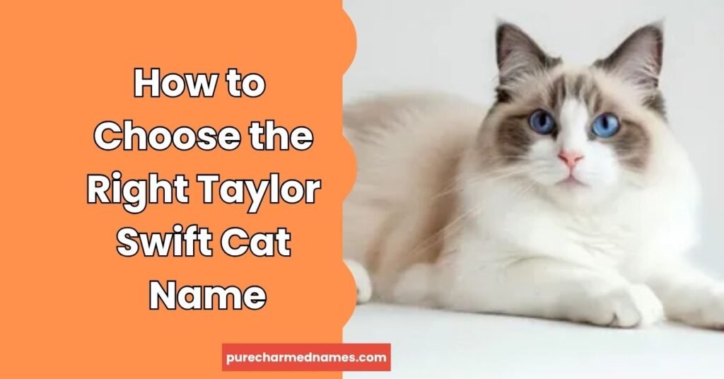 200+ Best Taylor Swift Cat Names for Swifties & Their Cats 3 How to Choose the Right Taylor Swift Cat Name