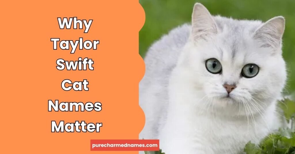 200+ Best Taylor Swift Cat Names for Swifties & Their Cats 2 Why Taylor Swift Cat Names Matter