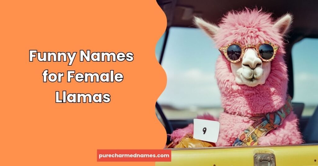 Funny Names for Female Llamas